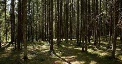 В четырех районах Гродненской области запрещено посещать леса