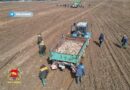 Студенты, работники предприятий и даже военные помогают аграриям Ошмянского района в уборке полей от камней