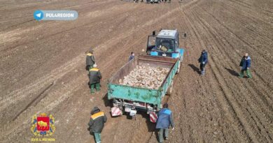 Студенты, работники предприятий и даже военные помогают аграриям Ошмянского района в уборке полей от камней
