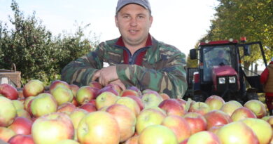 Самое сладкое — белорусское. Как в СПК «Жуховичи» готовят сад к новому урожаю