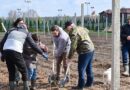 Заложенный Президентом Беларуси на субботнике яблоневый сад передадут под опеку школьников