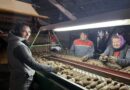 ООО «НПП «НИКА» Кореличского района освоило размножение семян супер-суперэлитного картофеля