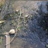 Пользователи соцсетей обнаружили труп бобра в реке Рутка. От чего погиб зверек?