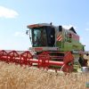 В Кореличском районе убрано 45% зерновых и зернобобовых культур. Урожайность на 14,2 ц/га выше прошлогодней