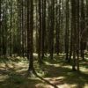 В трех районах Гродненской области ограничено посещение лесов